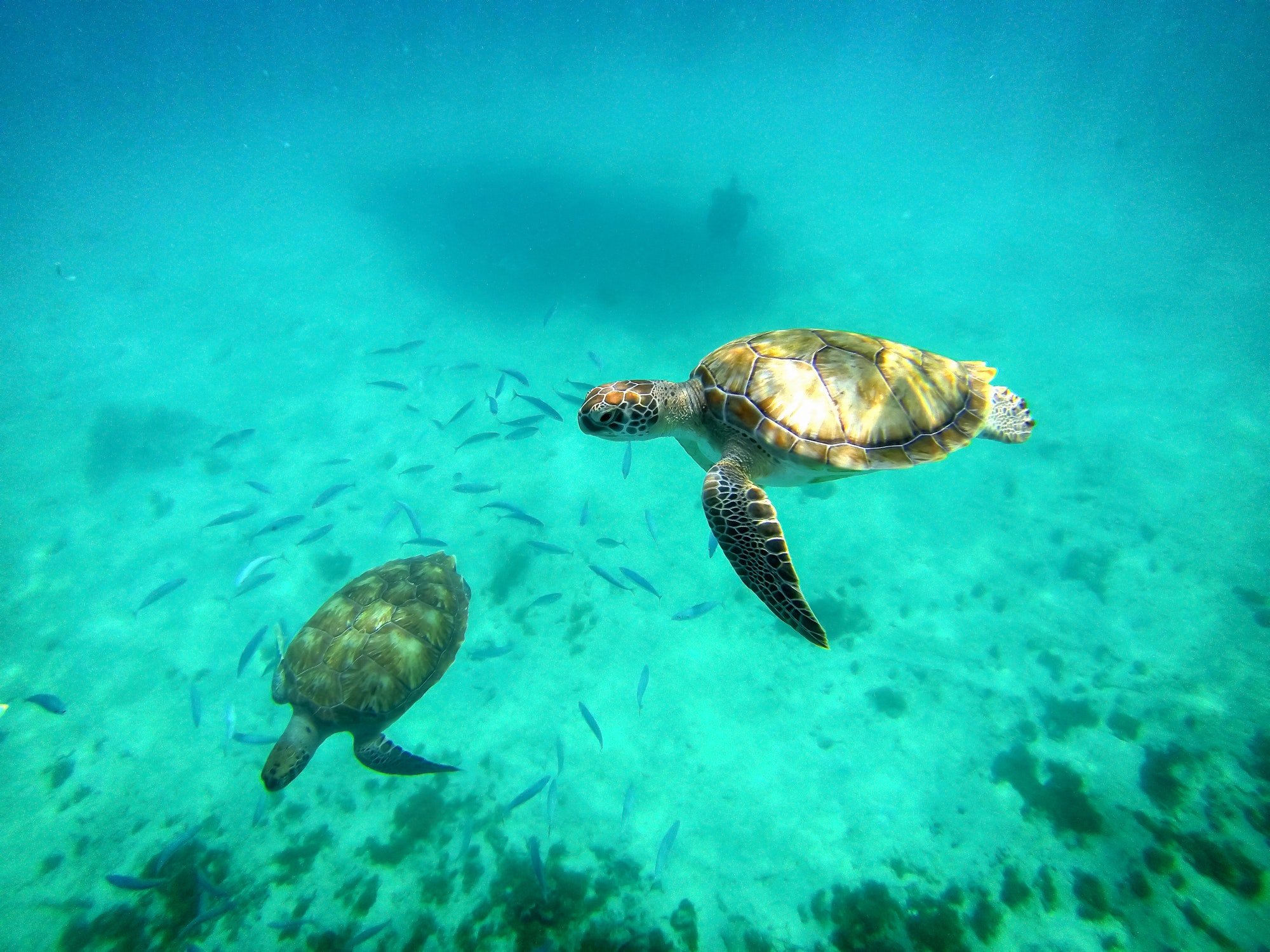 Sealife. Sea turtles swimming underwater